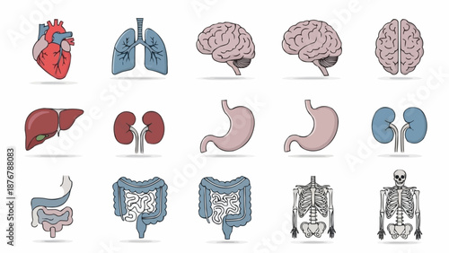 Collection of Human Internal Organs and Skeleton.