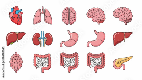 Collection of Human Internal Organs Illustrated in Cartoon Style.