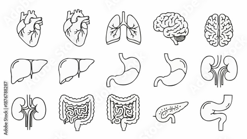 Collection of Human Internal Organs Medical Illustration Set.