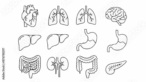 Collection of Human Internal Organs Medical Illustrations.