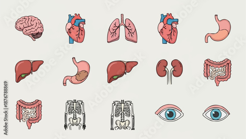 Collection of Human Organs and Body Parts Icons.