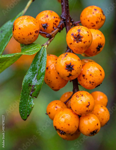 oranges on a tree
