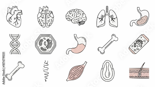 Collection of Medical and Scientific Illustrations.