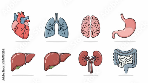 Collection of Human Organs Medical Illustration.