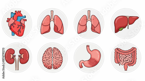 Collection of Human Organs Medical Illustration Icons.