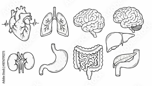 Collection of Human Organs Medical Illustration Set.