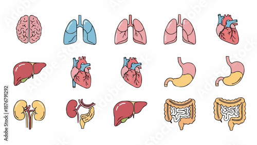 Collection of Human Organs Medical Illustration Set.