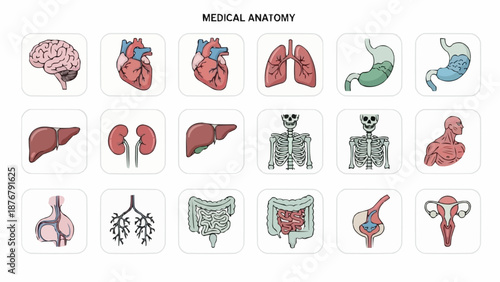 Collection of Medical Anatomy Illustrations of Human Organs.