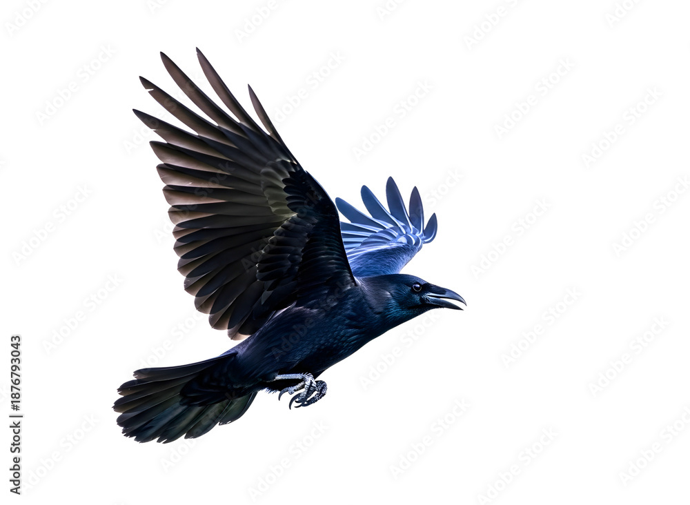 Obraz premium Black raven flying isolated on transparent background