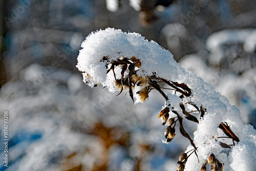 Getrocknete Pflanze mit frischer Schneehaube im Sonnenlicht – Winterliche Nahaufnahme