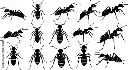 Ant silhouette set in multiple poses, insect wildlife collection, crawling and standing ants, black shapes isolated on white