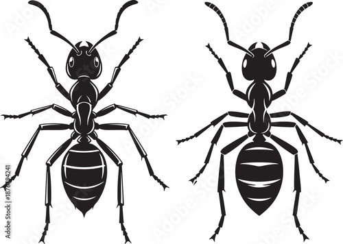 Pair of black ant silhouette for insects wildlife
