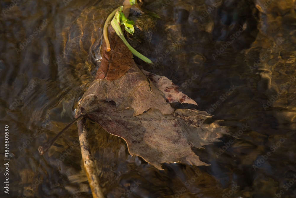 Obraz premium A leaf submerged in the stream