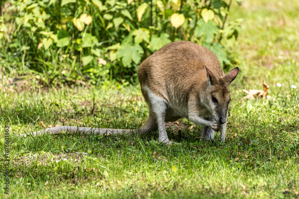 Fototapeta premium The agile wallaby, Macropus agilis also known as the sandy wallaby