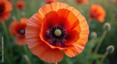 Poppy flower from a top view
