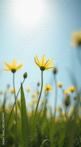 Yellow flowers in a field with a blue sky in the background