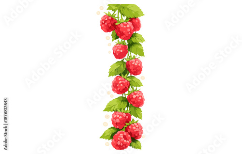 Fresh raspberries on vine with green leaves isolated on white