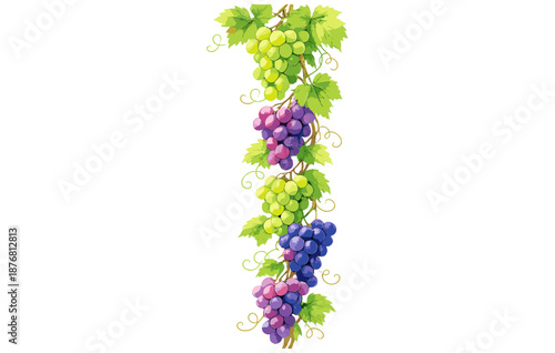Colorful grapes hanging on vines against a white background