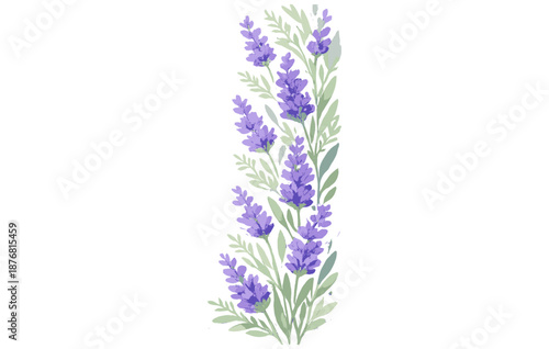 Watercolor lavender blossom stems with green leaves