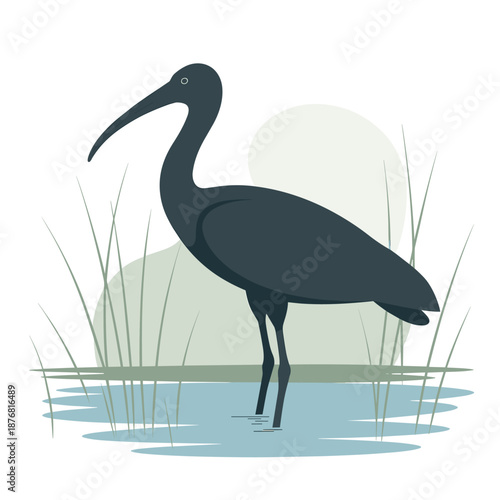 Black ibis bird silhouette standing in shallow blue water with tall grass and a pale background in minimalist vector art style.