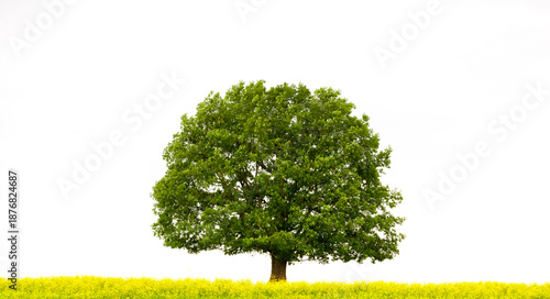 Foto Grüner Eichenbaum freigestellt in einer gelben Frühlingswiese