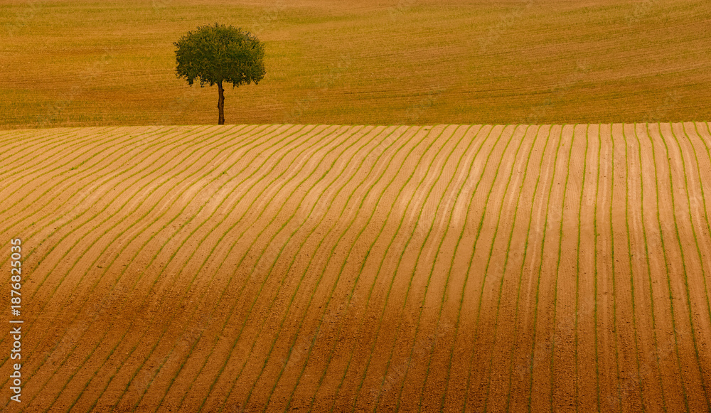 Fototapeta premium Einzelener Baum in einem Ackerfeld