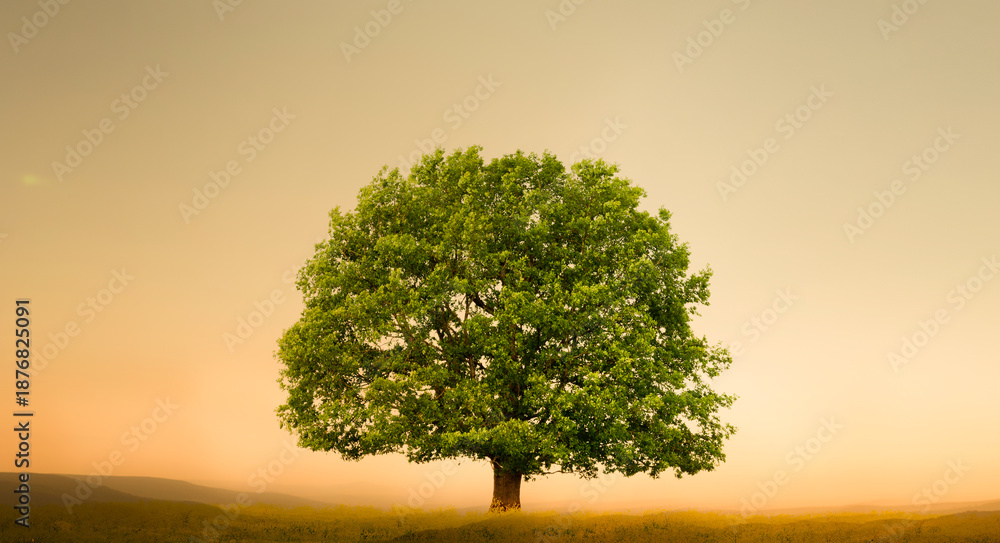 Fototapeta premium Grüner Eichenbaum freigestellt in einer gelben Frühlingswiese