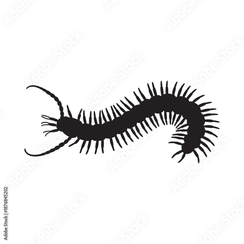 centipede silhouette with many legs and antennae on white background