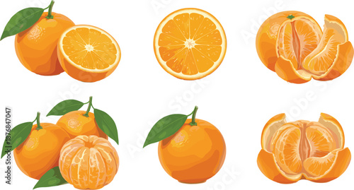 PrintOrange fruit illustration collection, whole peeled sliced vector graphic, citrus design outline icon, healthy food sketch art, fresh tropical element set