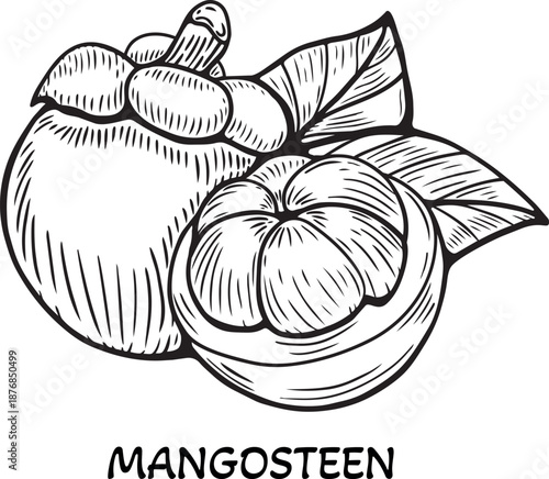 Drawing of mangosteen fruit with leaves showing details of the outer shell and inner segments
