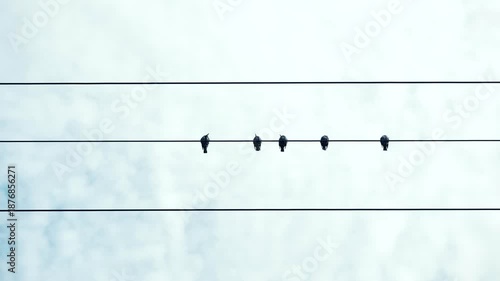 Birds perching on power lines against a clear sky, showing urban wildlife harmony