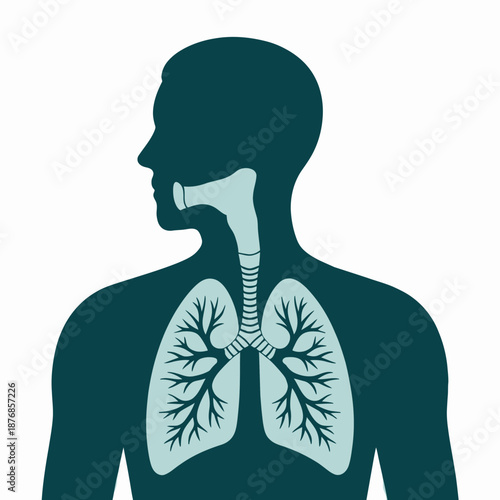 Human Respiratory System Illustration for Medical Education