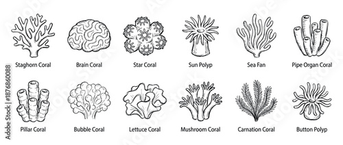 Collection of twelve different coral species including staghorn, brain, star, and sun polyp, illustrated in a black and white hand-drawn sketch style for identification