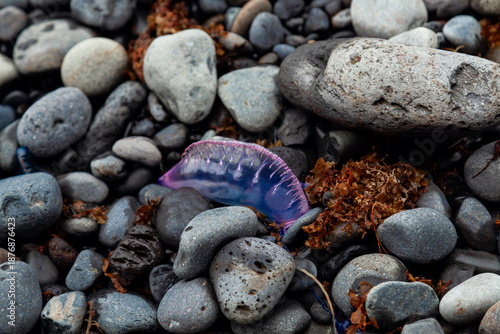 Portuguese man-of-war, Azores (Portugal)