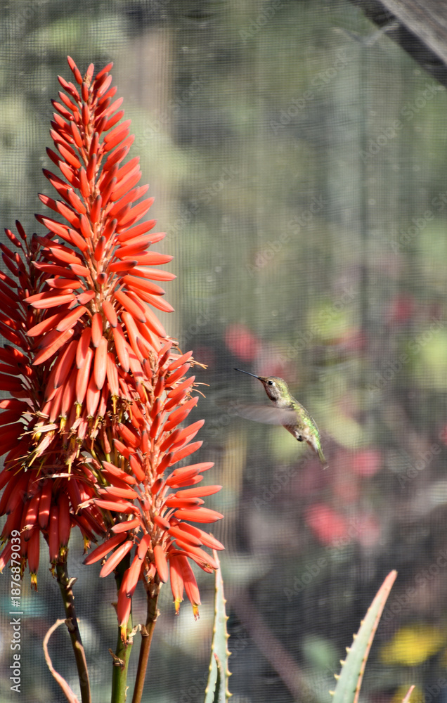 Obraz premium Blooming Aloe Plant with a Hummingbird Hovering