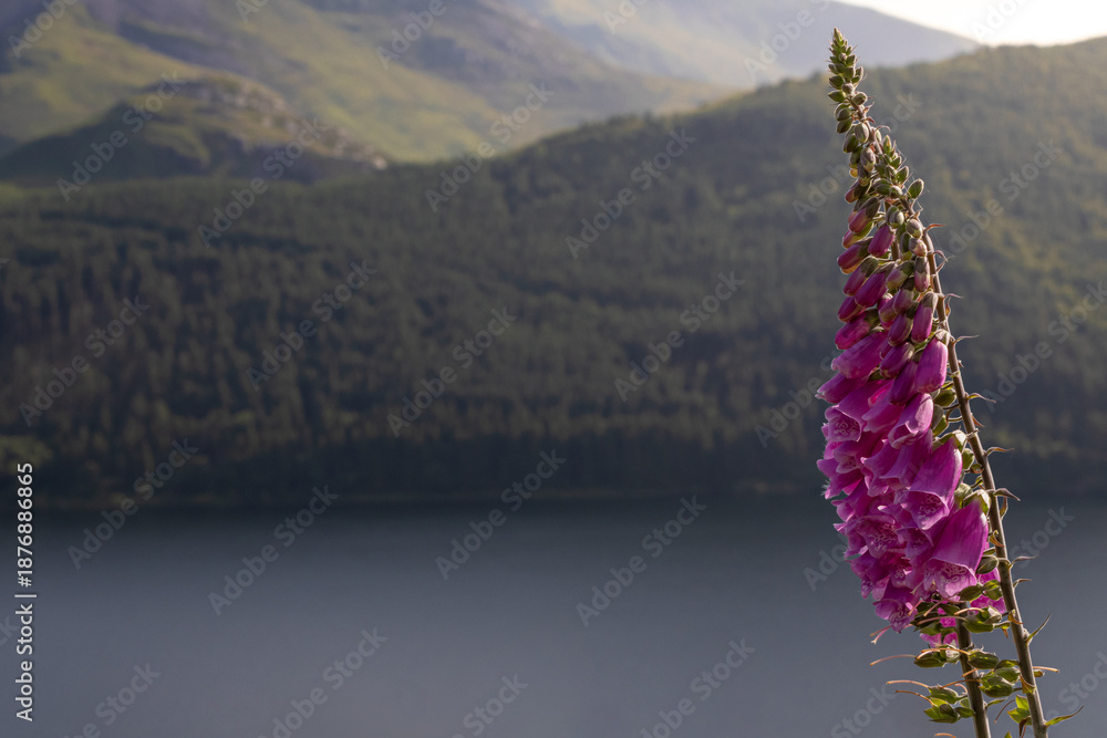 Fototapeta premium Vibrant Purple Foxglove Flower Blooming Against a Mountain Landscape