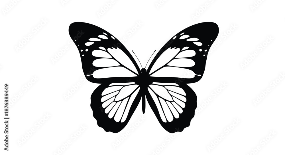 Obraz premium Detailed black and white butterfly illustration with spread wings showcasing intricate natural patterns and symmetrical markings.