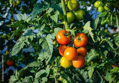 Tomato Plants Growing in a Garden Under Sunlight With Ripe and Unripe Tomatoes on the Vine