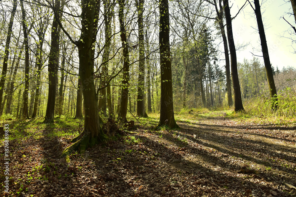 Fototapeta premium Fresh spring forest foliage morning landscape nature