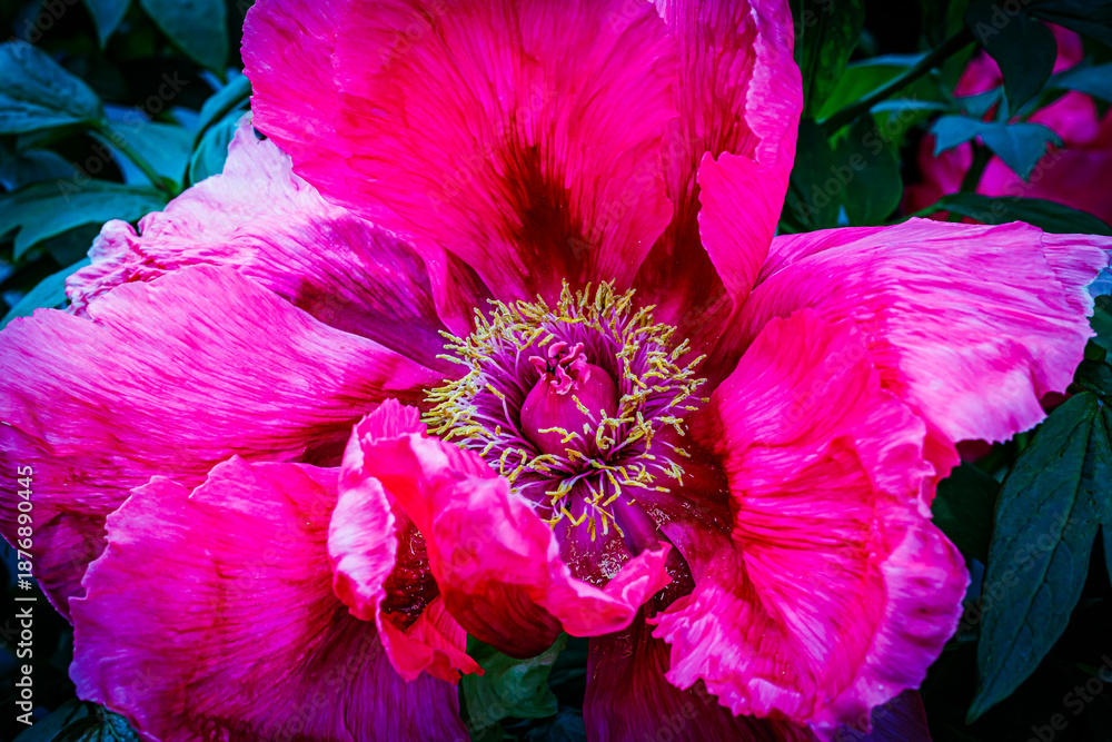 Obraz premium Vibrant Pink Peony Flower Bloom in Spring Garden