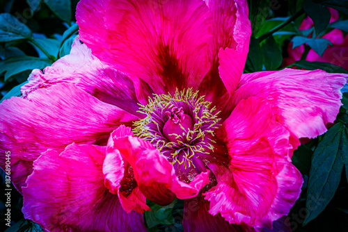 Vibrant Pink Peony Flower Bloom in Spring Garden