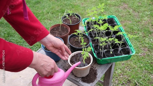 Watering young tomato seedlings with a pink plastic watering can