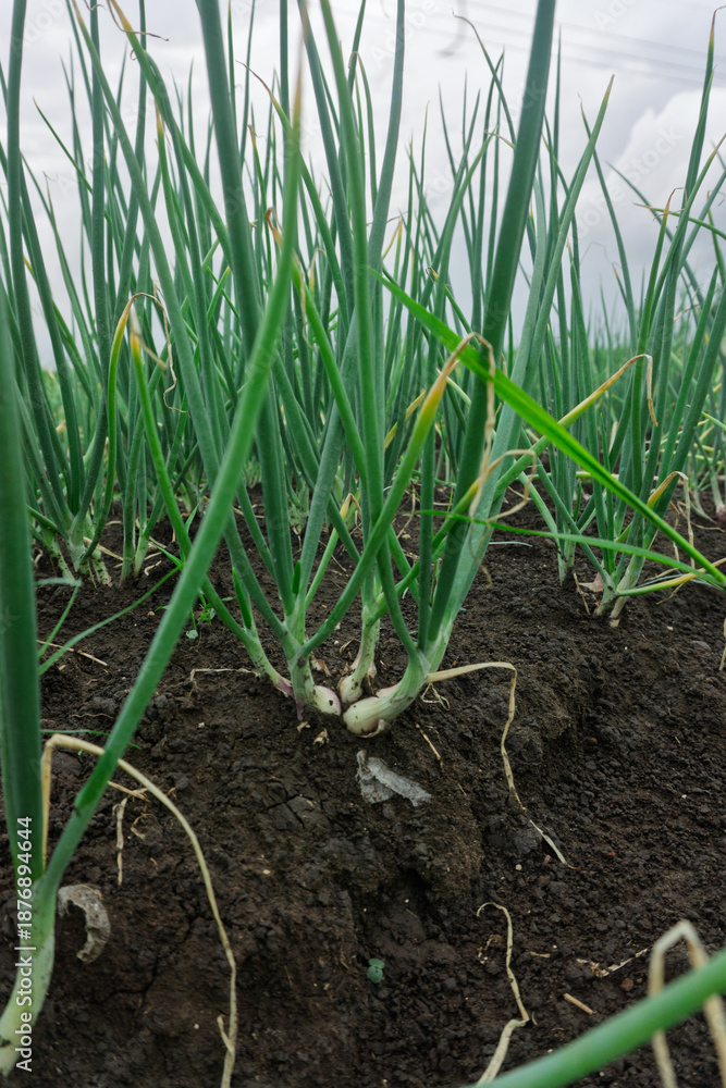 Obraz premium High angle view of organized red onion rows in a lush green agricultural field