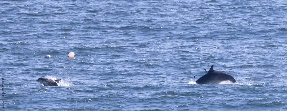 Fototapeta premium dolphins and baby in the sea
