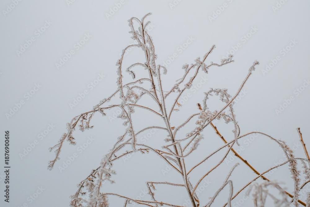 Fototapeta premium Autumn dried plants with frozen flowers covered in ice crystals on a cold winter day