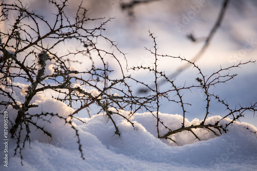Branches of a bush under the snow