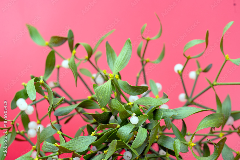 Fototapeta premium photo of a mistletoe bouquet with a red ribbon