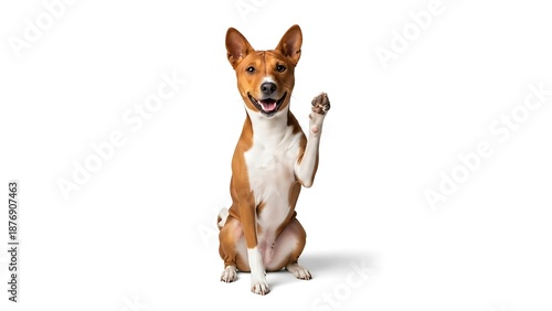 Dog Sitting on Hind Legs and Pawing.