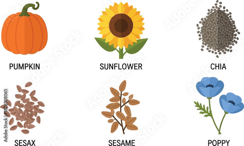 Flat style illustration collection of 6 garden seeds pumpkin sunflower chia flax sesame and poppy seeds