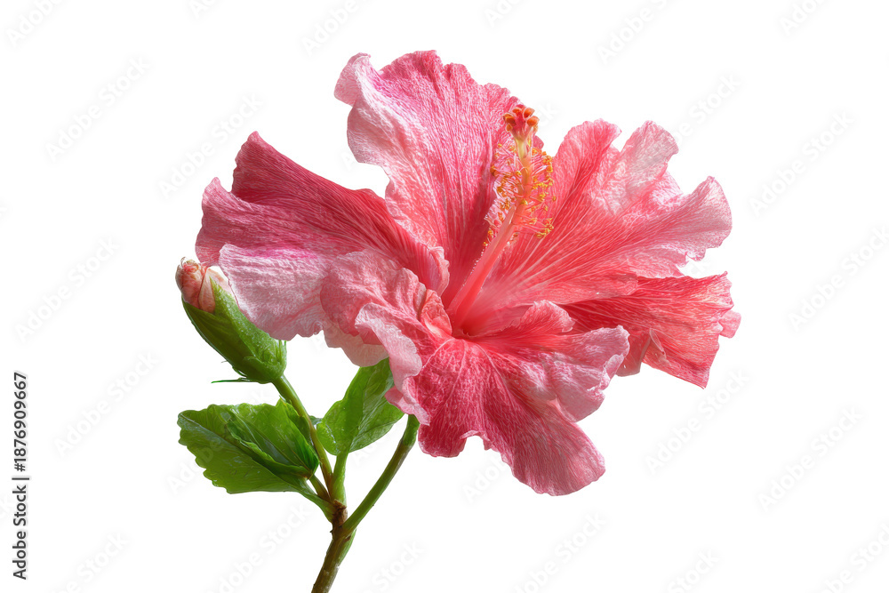 Fototapeta premium Delicate pink hibiscus flower with green leaves isolated on transparent background. Pink hibiscus flower blossom with green bud and leaf isolated on white background.